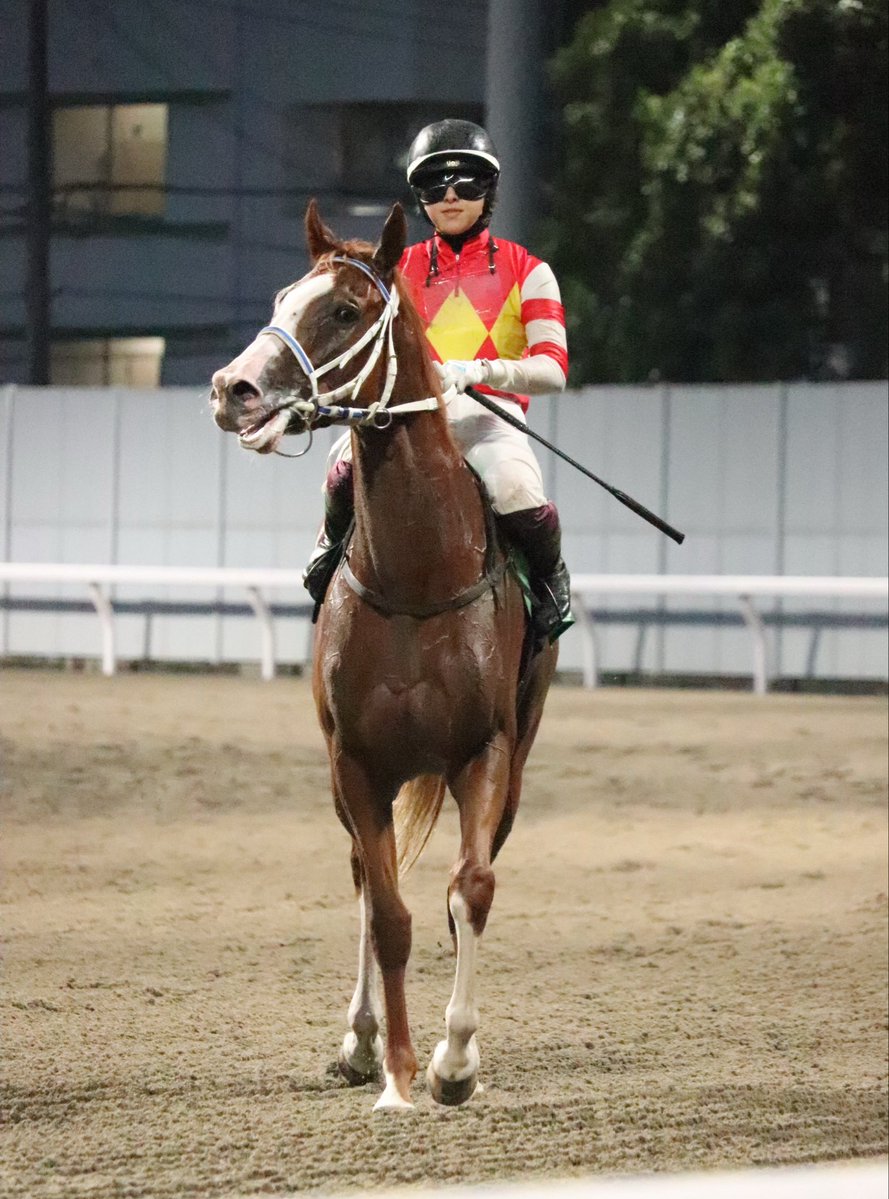 hochichihokeiba's tweet photo. 【 #川崎競馬・ ７Ｒ】
 #今村聖奈 騎手が川崎競馬初勝利を挙げました✌️

コメント🎤
「個人的に思い入れの強い馬だったので何とかしたいという気持ちがありました」

ガッツポーズありがとうございます‼️ https://t.co/SPUMbzqahj