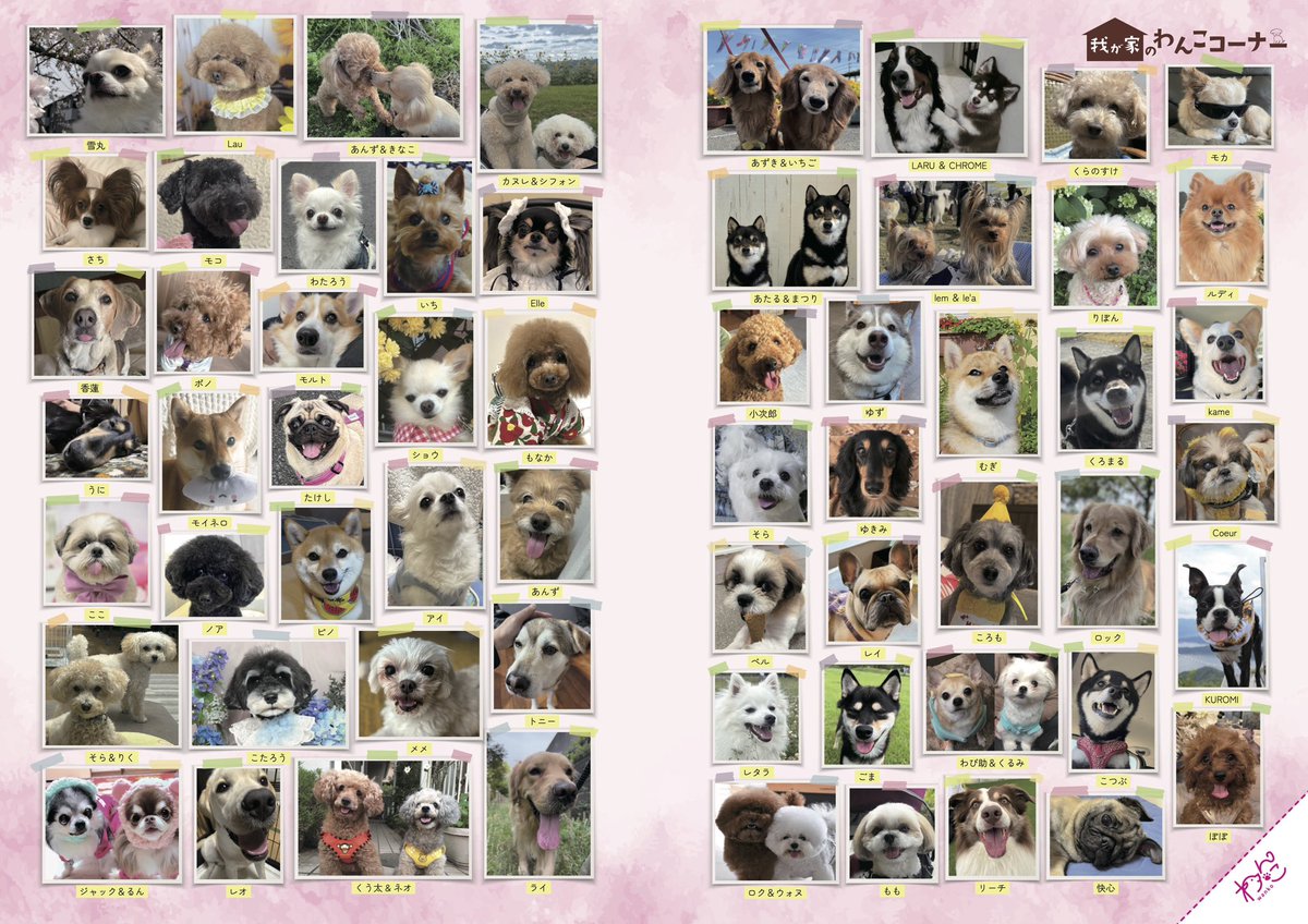 gekkan_wanko's tweet photo. 【当選者発表】
こちらの写真は月刊わんこvol.34（9/15発売）、我が家のわんこコーナーに掲載されています👏🐶㊗️ ※掲載されていたらリポストをお願いします！

最速で受け取れる先行販売はこちら📚
▶︎https://t.co/J8YzVUEnHI

当選発表は画像をご確認ください📖

@l7yuna
@PLUMO12
@jack_jack_jac9
@BVoqKknyVol1WuW
@02_poodle_27
@5m6rack__i
@miu_prtc
@Kid6sq
@_Reideko_
@mhyn__