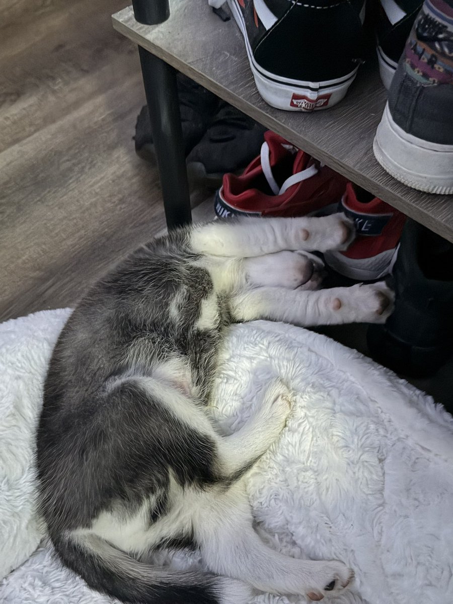 iiKanyee's tweet photo. This little guy 🥺🖤 https://t.co/wjtEMsvFDW