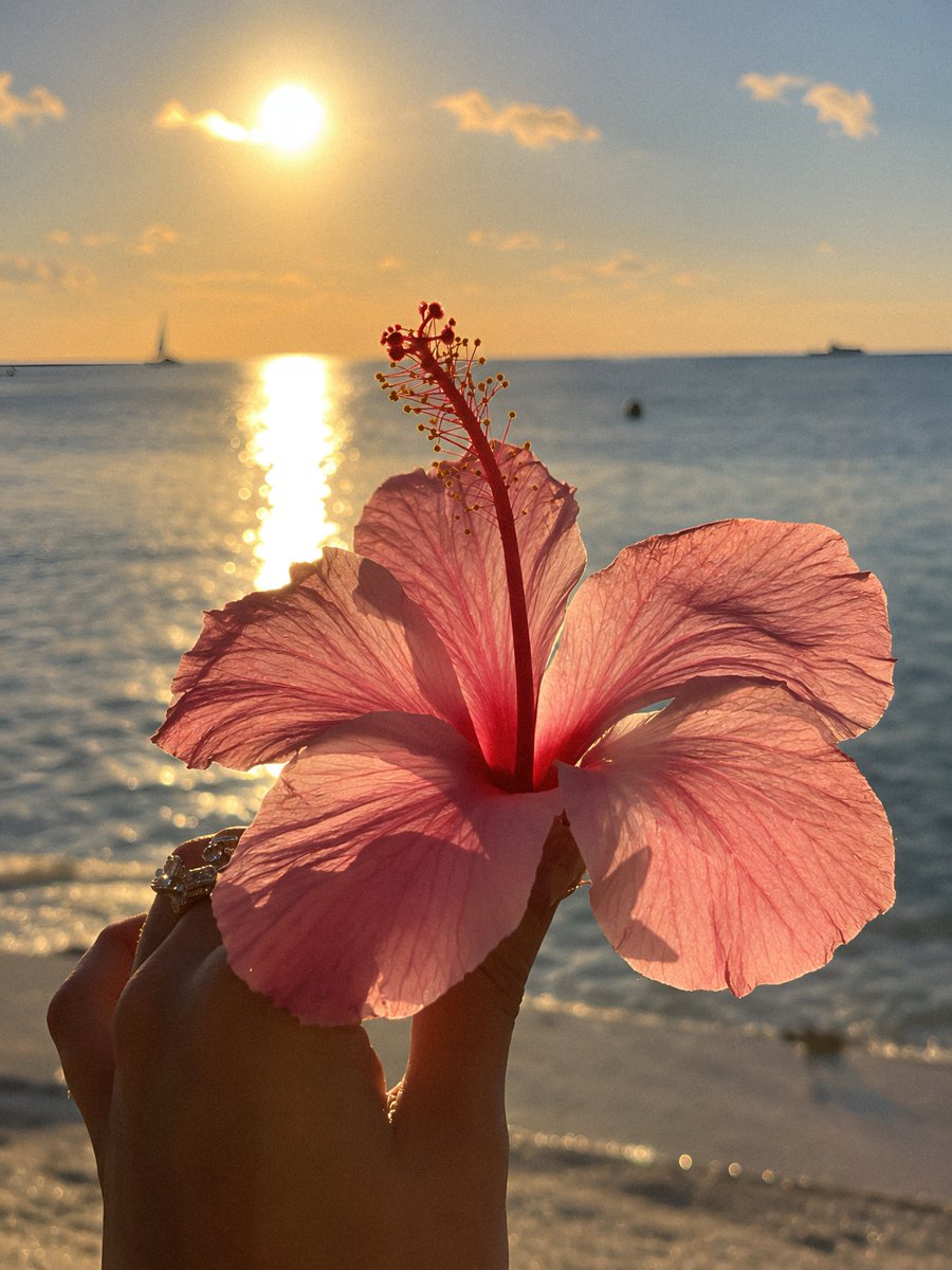 gardenofcolours's tweet photo. hibiscus flower https://t.co/Op2FFo9S8D