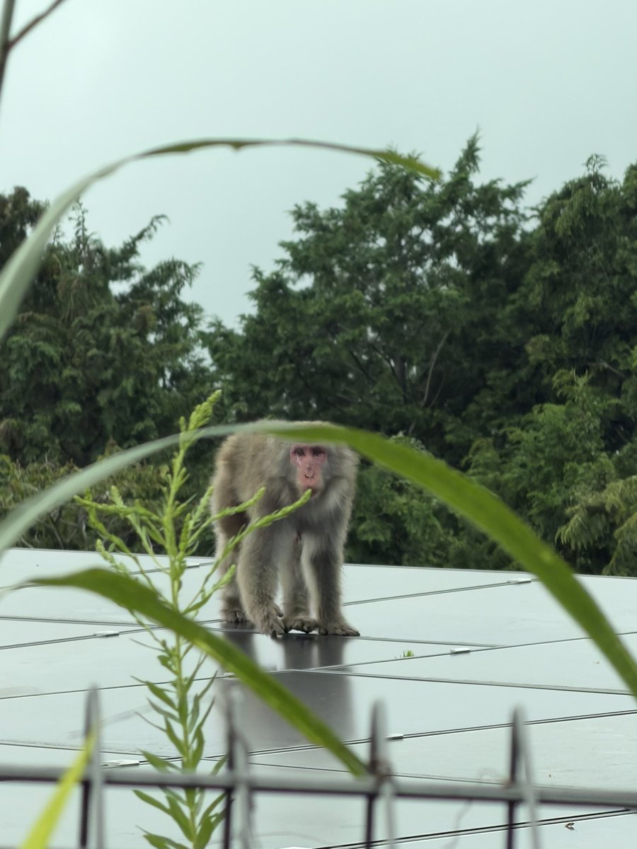 batisyokunin15's tweet photo. 静岡県沼津市で野生の猿の群れがソーラーパネルの上で毛づくろいしてるのを発見。立ち去る時もちょっとボスザルっぽいのが追いかけてきた。 https://t.co/oqK1cTGf3w