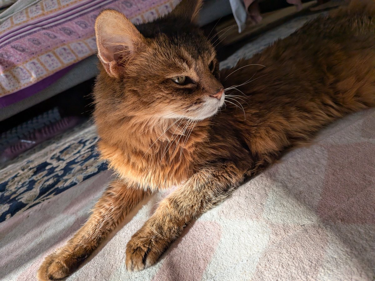rudykitty's tweet photo. 私の可愛いちゃん
寂しいよぅ😿 https://t.co/aFyNftwP9P