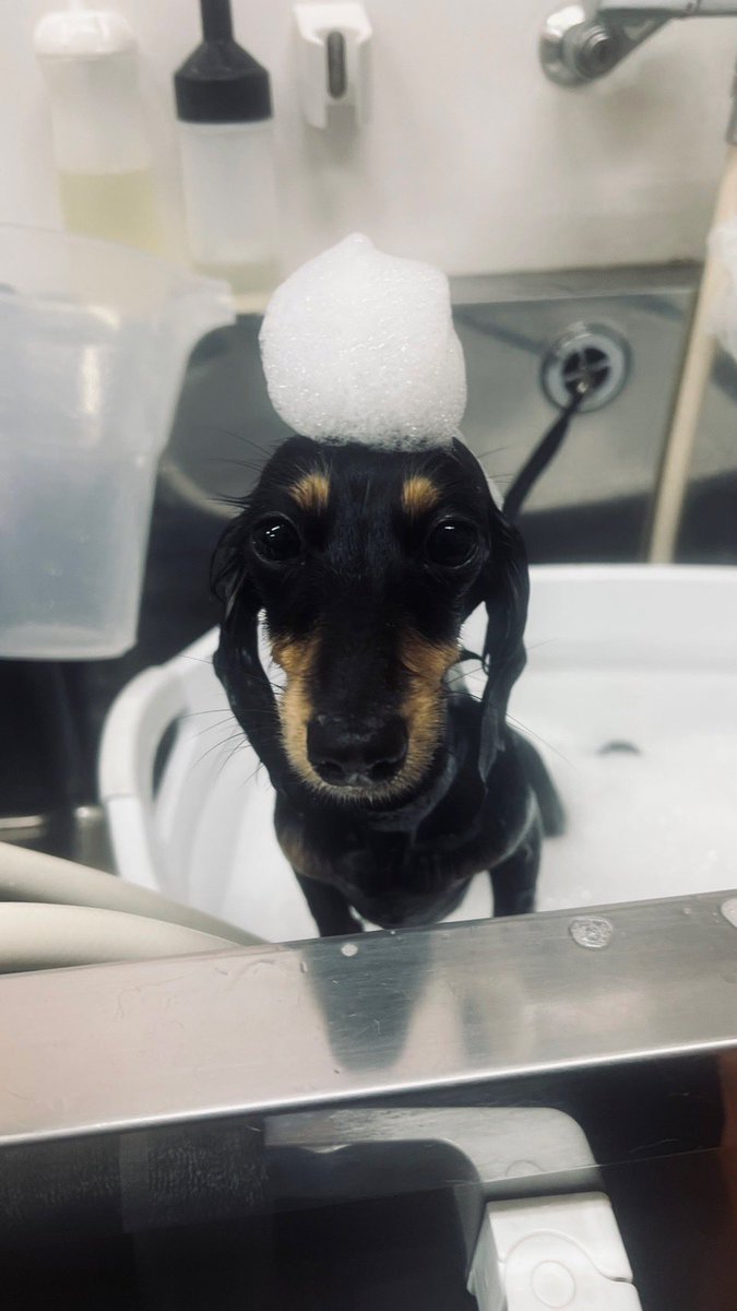 achan1900a's tweet photo. きれいきれい🥺🤍 https://t.co/kWUMH35iVx