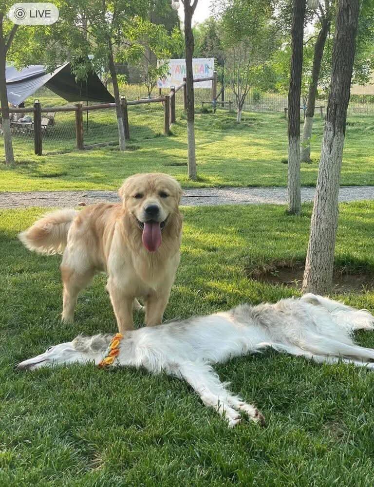 mrrasmulan's tweet photo. I always get upset when the borzoi rests 😭 

It's like the asphalt layer was run over by a truck... 

It's very funny. https://t.co/T59PSxPaX0