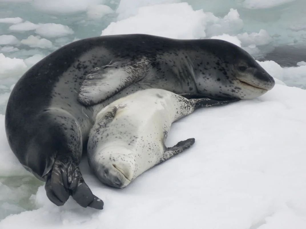 rottinglycoriis's tweet photo. if you call yourself a seal lover but hate leopard seals/call them scary you are NOT a real seal lover https://t.co/85iYBgLhn2