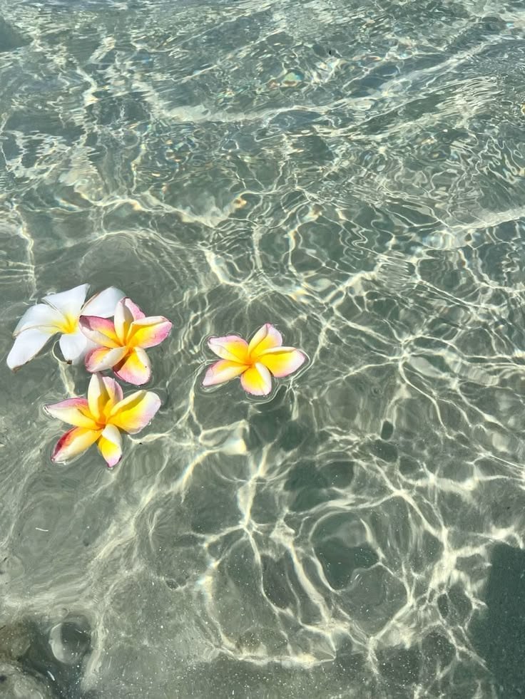 nancyizeu's tweet photo. ㅤㅤ
ㅤㅤa little seaside escape; ㅤㅤ❤︎ just letting myself slow down, enjoy the view, and collect a few pretty memories along the way. 🐚
ㅤㅤ https://t.co/2aEEHx7ZTd