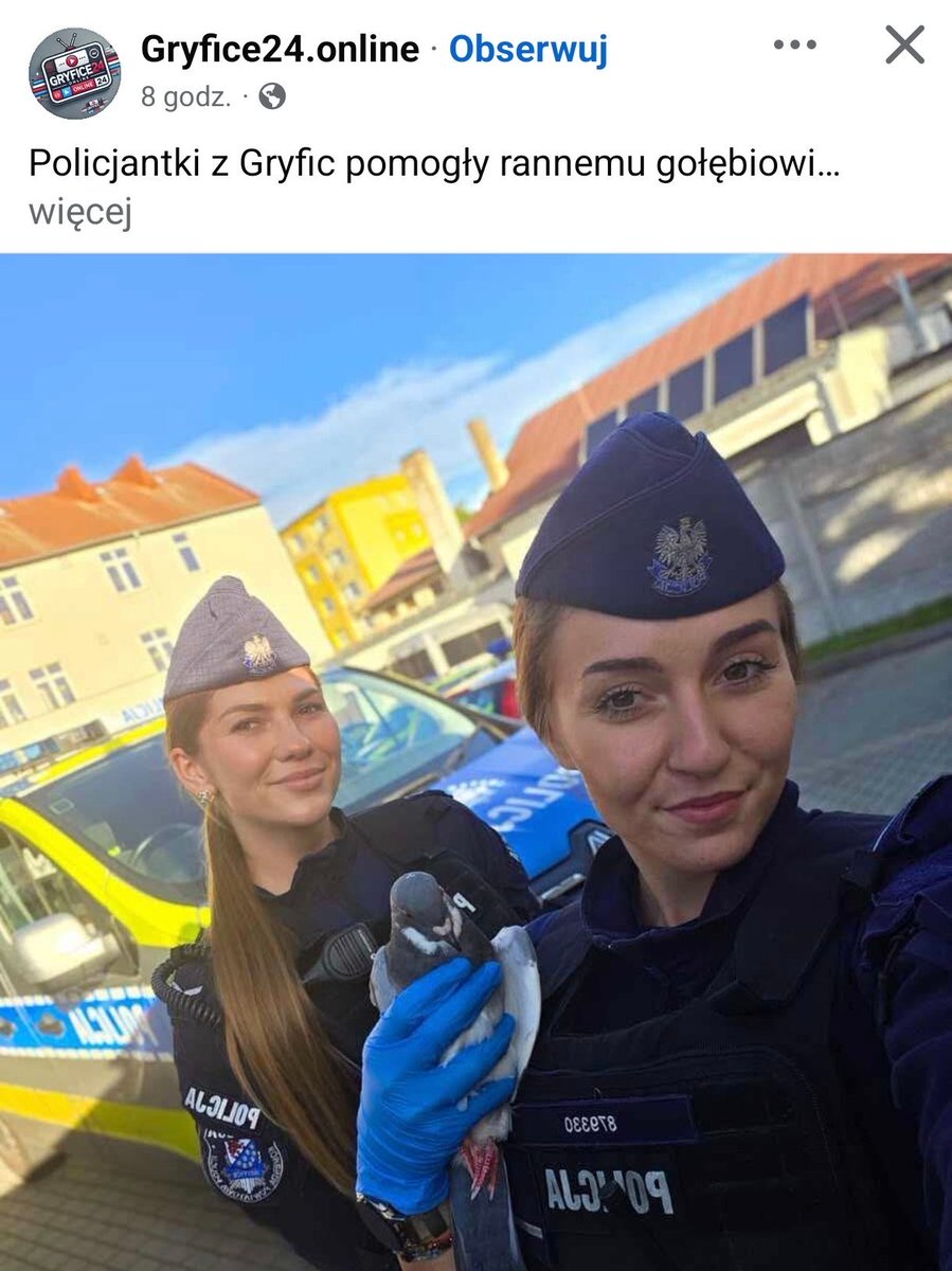 1972tomek's tweet photo. W Polsce policja zajmuje się łapaniem Polaków, którzy krzywo spojrzeli na Ukraińców oraz ratowaniem gołębi. https://t.co/uYiY29xb00