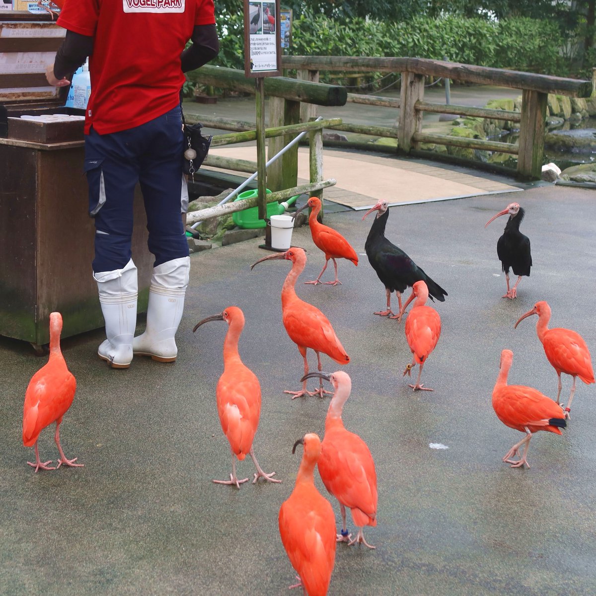 matsuevogelpark's tweet photo. 売り物のエサを補充している飼育員に、後ろからひたひたと迫るトキたちです。

#あわよくばごはんちょうだい
#ショウジョウトキ　#ハゲトキ https://t.co/zPP6NqexIA