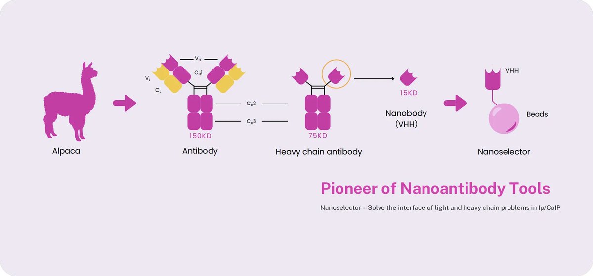 AlpVHHs's tweet photo. Heavy &amp; light chain interference in IP/Co-IP? 🧪
Nanoselector® Magnetic Beads use VHH/Nanobody-based capture for cleaner downstream analysis with no heavy &amp; light chain interference, 5–30 min incubation and reproducible results.
🔗 https://t.co/8Rc3FqUp7Y
#Nanobody #VHH #CoIP https://t.co/6xla52Qdyl