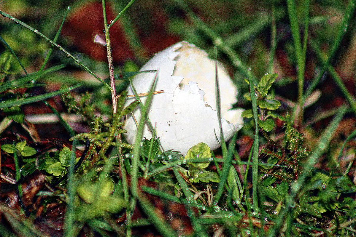 ChanelleMolk's tweet photo. One of the little signs of spring: a perfectly hatched bird egg, possibly https://t.co/cNRG0r4M3z