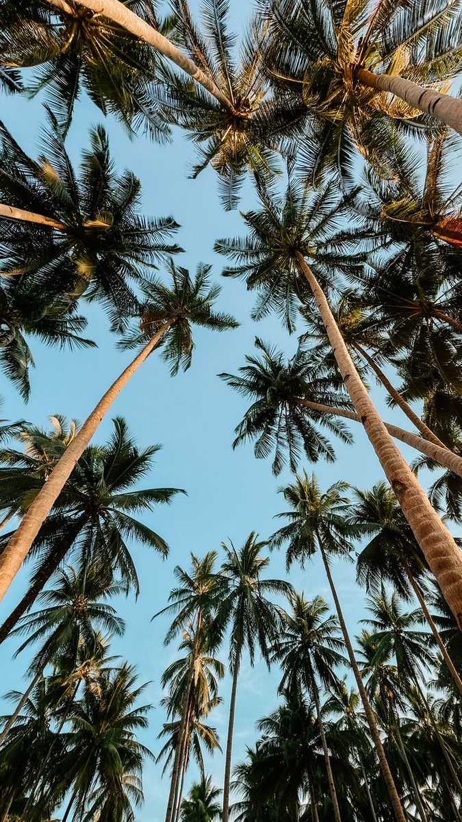 fikoefi's tweet photo. ~palm tree 🌴 https://t.co/jKdESwZNl7