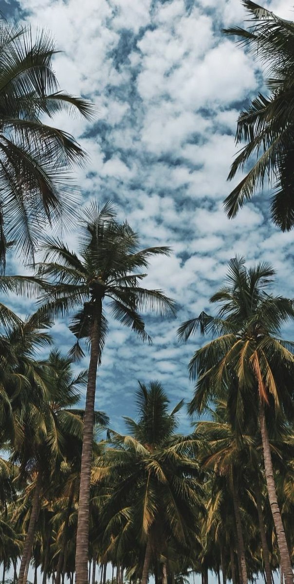 fikoefi's tweet photo. ~palm tree 🌴 https://t.co/jKdESwZNl7