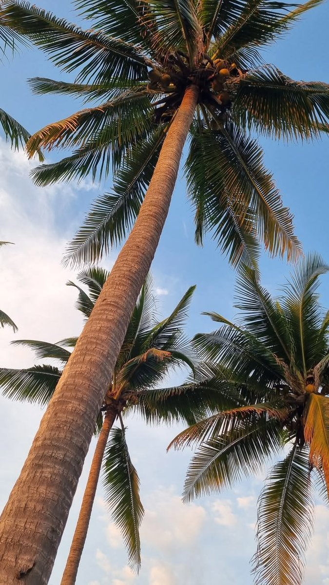 fikoefi's tweet photo. ~palm tree 🌴 https://t.co/jKdESwZNl7