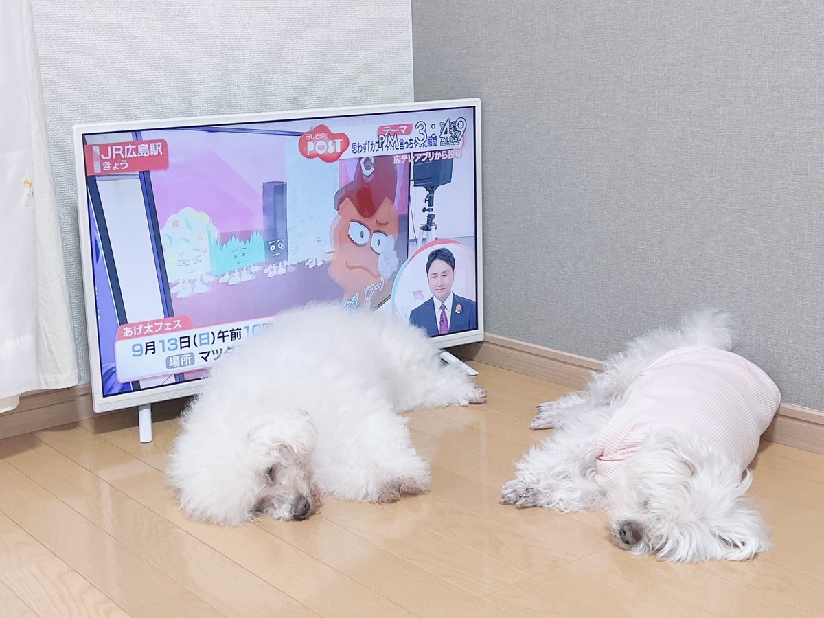 yumenodesuka's tweet photo. 犬ってテレビの前好きだよね https://t.co/qFu0RlkoEr