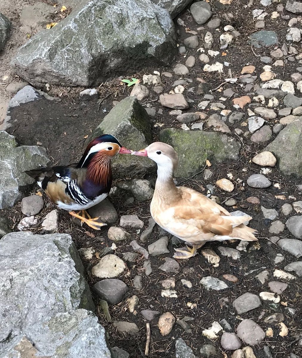 equine__dentist's tweet photo. me and my wife if we were ducks and kissing and in love https://t.co/poqqPDQfeo