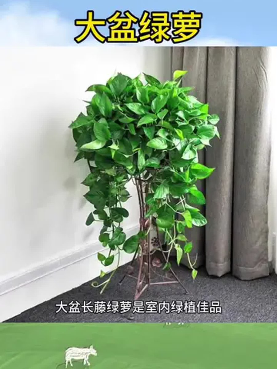 aelmo038227's tweet photo. Pro tip for your pothos! Rotate it 1/4 turn weekly to keep it growing straight—no lopsided vines here. https://t.co/yGrrLJPHkY