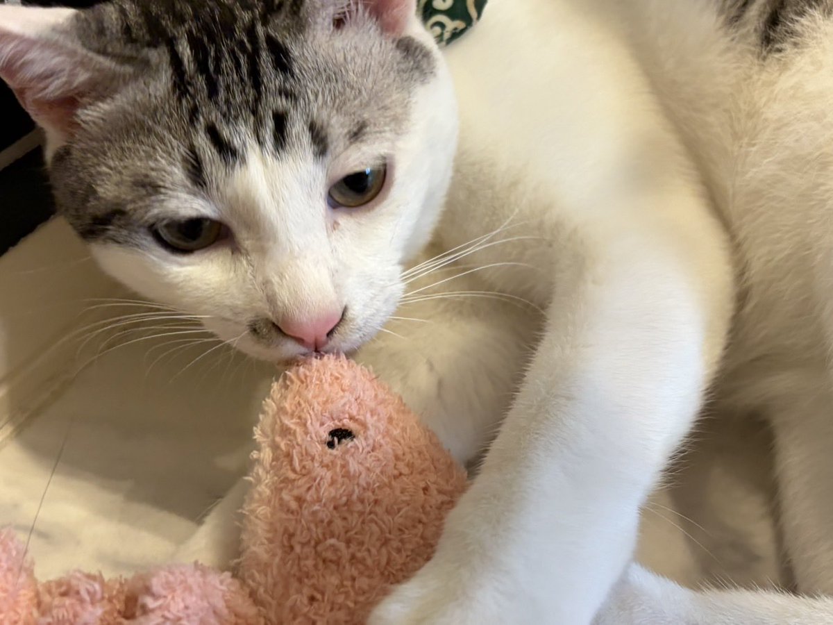 Ponzu250730's tweet photo. 出会って1日
もう相棒にゃ🦐🐾 https://t.co/OOVdsXPBEr