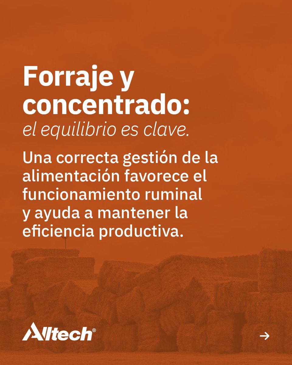 AlltechSpain's tweet photo. 🐐 Una buena ración va más allá de la formulación.

Observar qué ocurre en el comedero ayuda a mejorar el equilibrio ruminal y aprovechar mejor cada ración.

En Alltech Spain trabajamos por una nutrición más eficiente, saludable y sostenible.

#AlltechSpain #Caprin https://t.co/YZizQiaVid