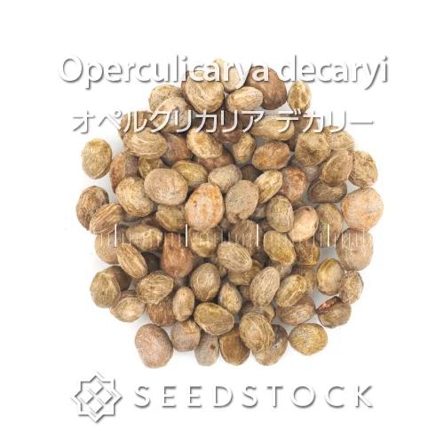 seedstock_jp's tweet photo. こんにちは！buruです☀️
本日ご紹介するのは、オペルクリカリアデカリーです🌱

丸くてちっちゃな葉っぱが連なる姿がとても可愛らしい植物です。太く育つ幹との組み合わせも個性的で、マダガスカル原産の塊根植物として人気を集めています!

剪定をして盆栽のように形を整えたり、秋に紅葉する様子を楽しんだりと、育て甲斐も抜群です。種から自分好みの樹形にじっくり育ててみませんか？

#園芸 #bonsai #オペルクリカリアデカリー #塊根植物 #ビザールプランツ #ガーデニング #播種 #種子 #植物好き #植物のある暮らし #植物好きと繋がりたい