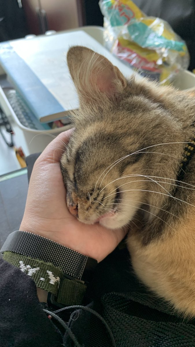 DescraldaR1990's tweet photo. Cuking kampus urang si simba punya separation anxiety gara-gara pernah kekunci sendirian di kantor temen urang. Makanya tiap kali masukin ke kantor &amp; mau pergi, urang briefing dulu, “Ntar balik lagi yahh.” Hebatnya cuking ini ngerti &amp; nungguin, gak ngeong2 heboh. Sayang simba 🥰 https://t.co/RAR2nzTJDK