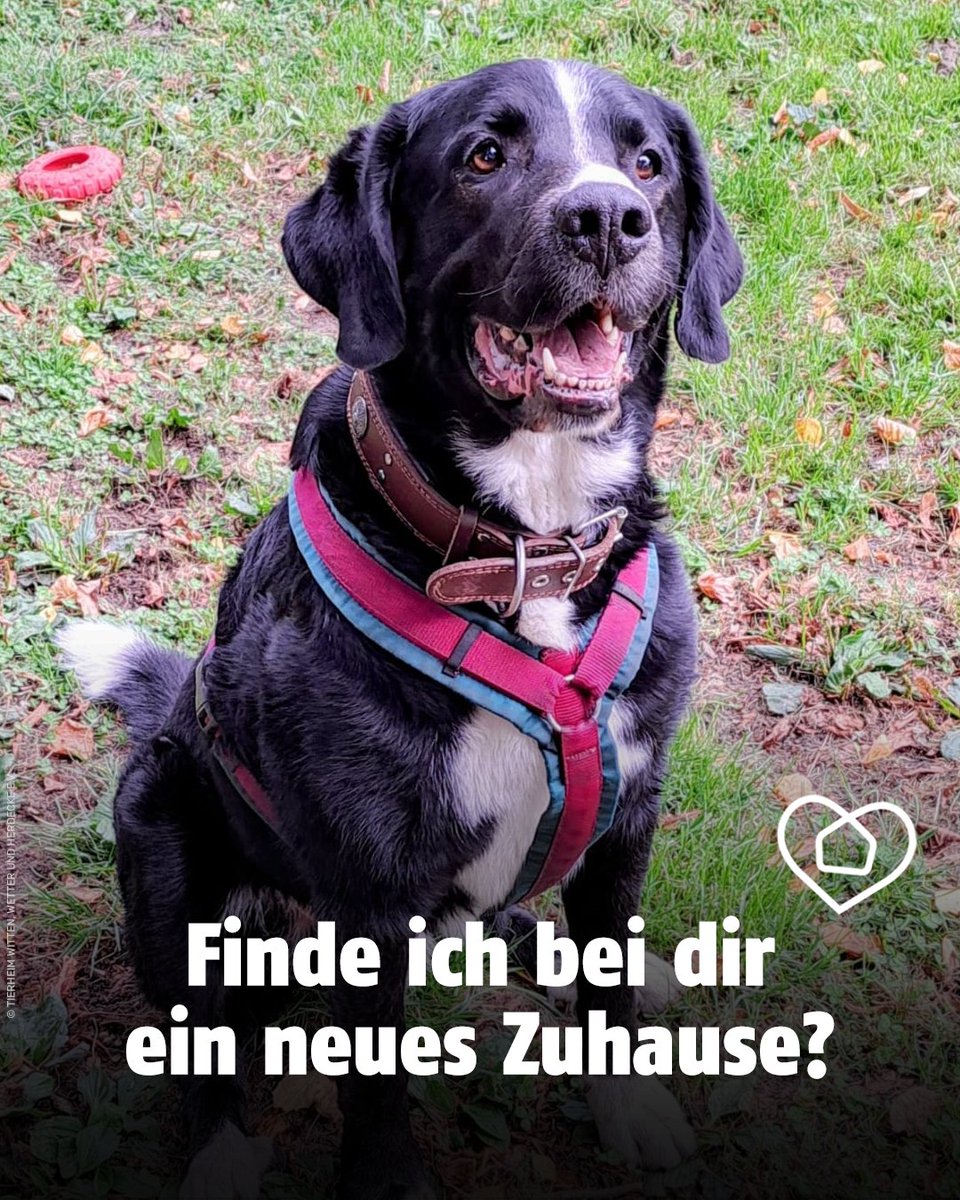 Berner Sennenhund-Mischling Cujoa auf einer Wiese. Bildtext: Finde ich bei dir ein neues Zuhause?