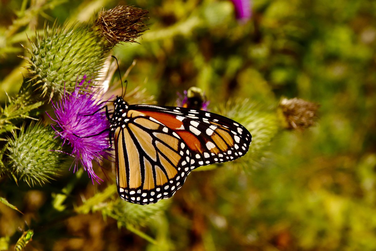 JeffTaylorPics's tweet photo. The beauty that surrounds us, you just have to look
Please enjoy some photos of the Monarch Butterflies as they migrate south on the yearly trip
@weathernetwork @MurphTWN @CP24 @CP24Breakfast @RachelSchoutsen @cstclair1 @billcoulter #monarch #tuesday @YourMorning @KelseyMcEwen https://t.co/1YvijExGdk