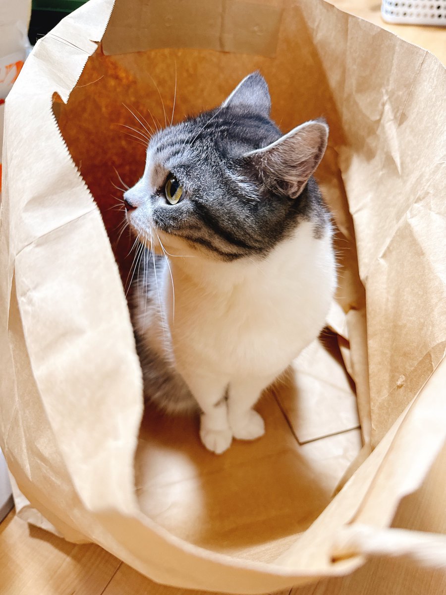 eoheoh_out's tweet photo. 今日のねこ https://t.co/W8JSjjCxLb