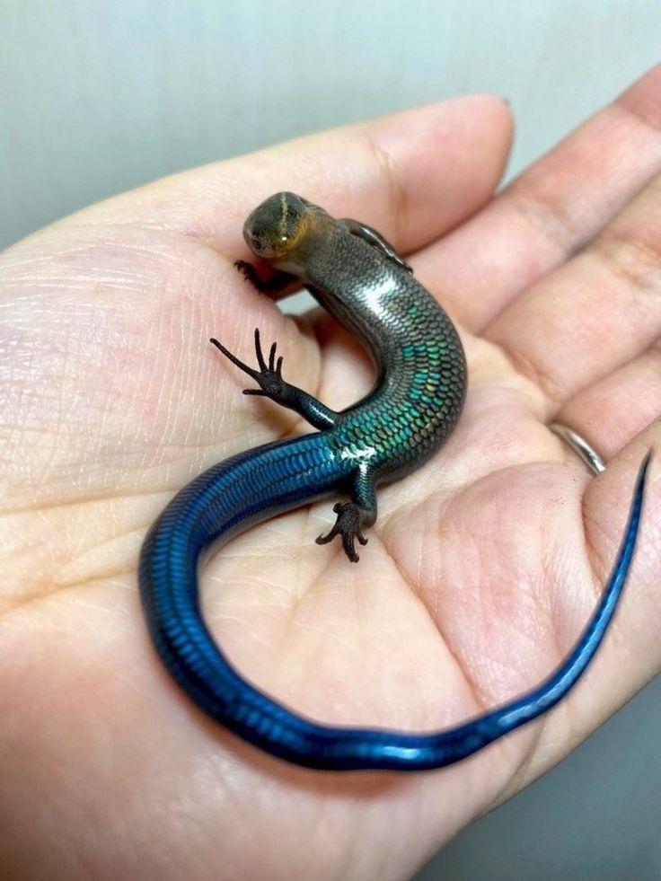 natural77384672's tweet photo. Gran Canaria skink https://t.co/LtKy0NPFf7