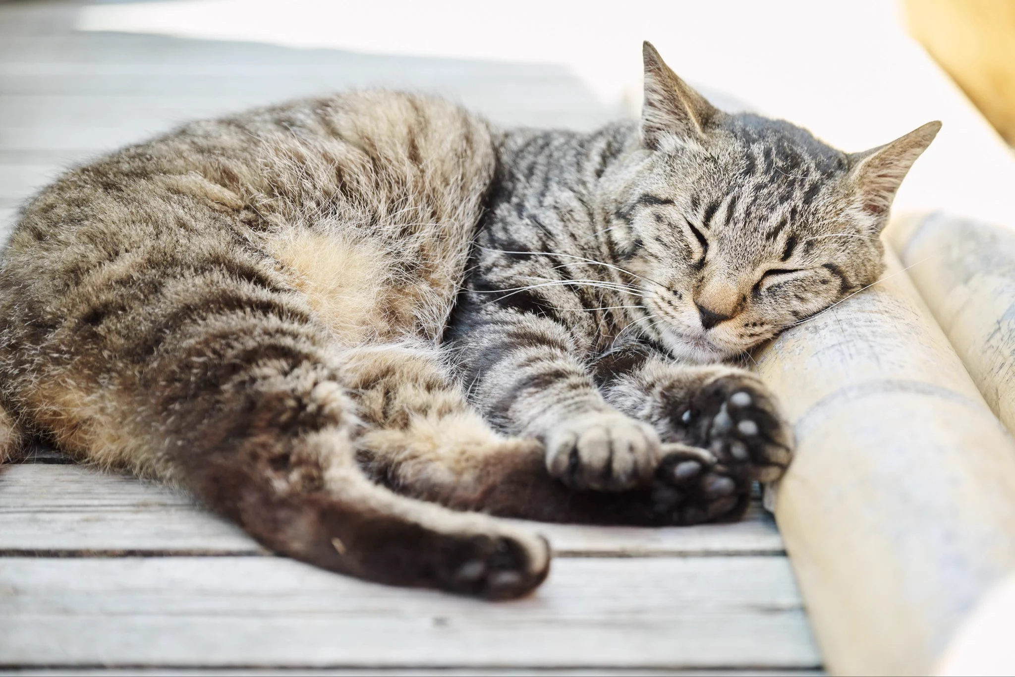 公式】雑誌ねこ (@neko_magazine) / X
