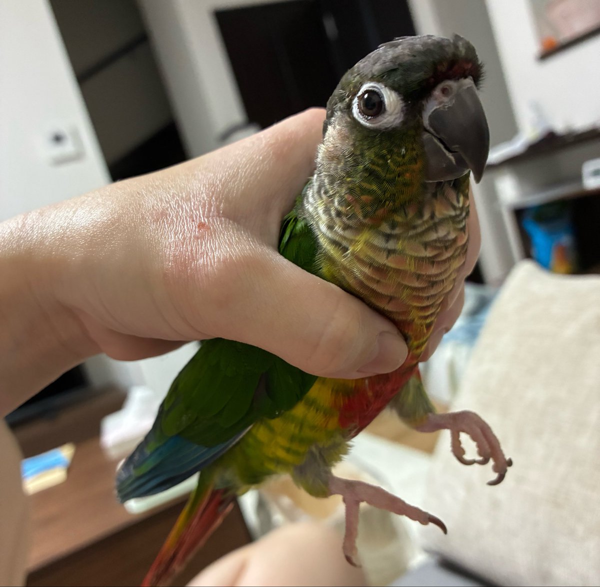 N4_052's tweet photo. 人慣れしたウロコインコは掴み放題 https://t.co/Aqe6ZnB3rd