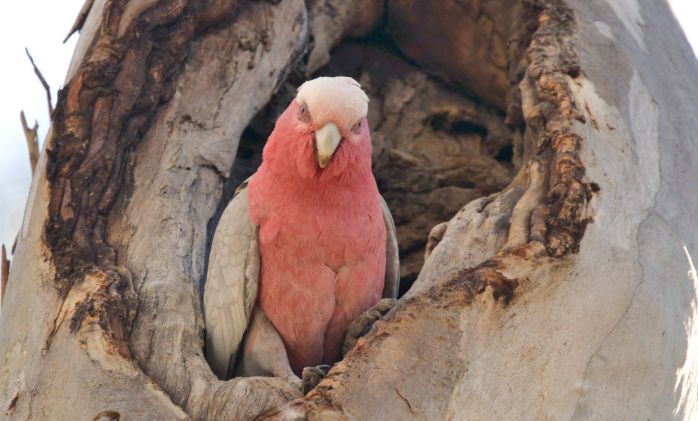 wildlifewiro's tweet photo. You can see and understand just how incredibly important trees are for wildlife. without trees. many animals wouldn't have a place to raise their babies. https://t.co/mhQL4tJfGW