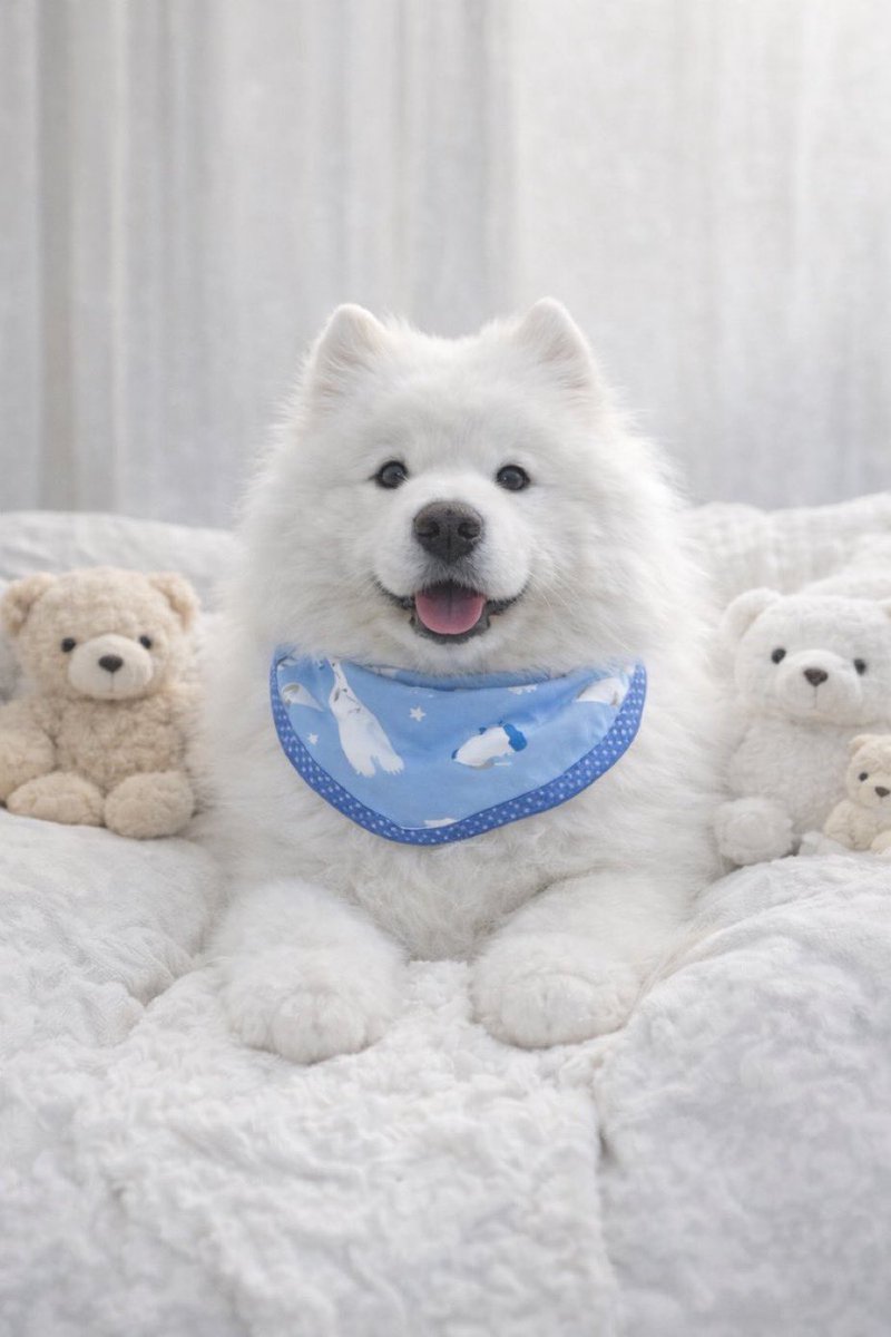 samoyed_dazs's tweet photo. 1200万人以上に見られた天使過ぎるサモエドがこちらです🐻‍❄️
可愛すぎるので昇天しないように注意⚠️ https://t.co/g7izkLyfSc