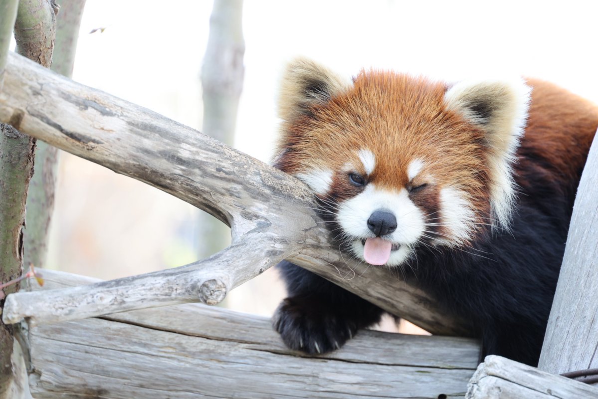 milky122098's tweet photo. レッサーパンダ！！

 #写真好きな人と繋がりたい

 #円山動物園

 #レッサーパンダ https://t.co/SGWV9RiH40