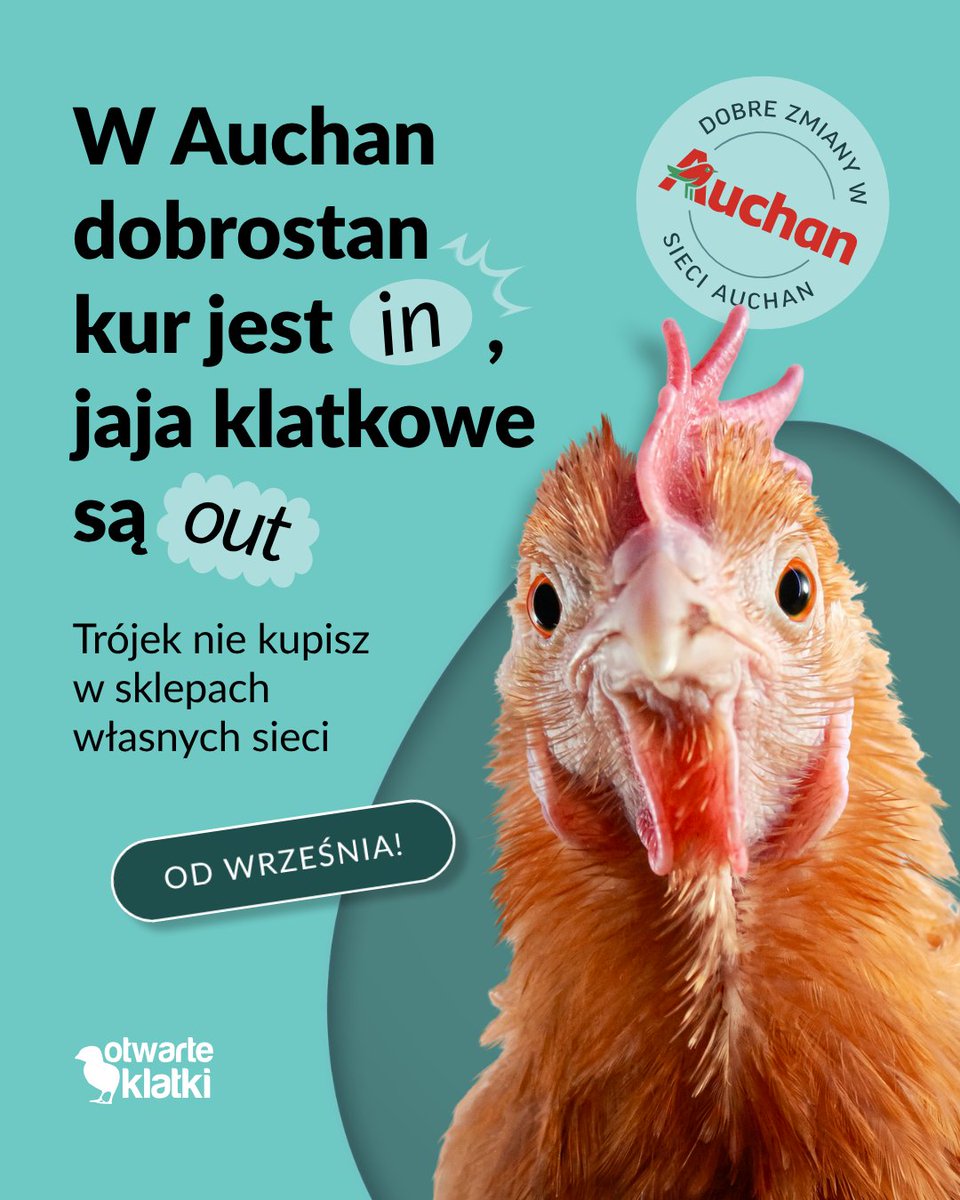 otwarteklatki's tweet photo. Jedna sieć, kilkadziesiąt osób i setki tysięcy kur.

Wycofanie jaj klatkowych z Auchan to historia o tym, jak biznes realnie zmienia sytuację zwierząt.

Rok 2017, Auchan zaczyna zmiany dla kur niosek, wydaje zobowiązanie. W 2021 wycofuje jaja klatkowe marki własnej. Potem, w 2025, jaja „trójki” z produktów gotowych – makaronów, majonezów i wyrobów cukierniczych. Kolejno sprzedaż online.

 A od września 2026 sklepy własne Auchan są wolne od jaj klatkowych 🥳

Szacujemy, że sprzedaż jaj w Auchan przekłada się na życie nawet 400 tysięcy kur niosek rocznie. Dzięki takim decyzjom odsetek chowu klatkowego ciągle spada, od 2014 roku zmniejszył się on aż 27 punktów procentowych 📉