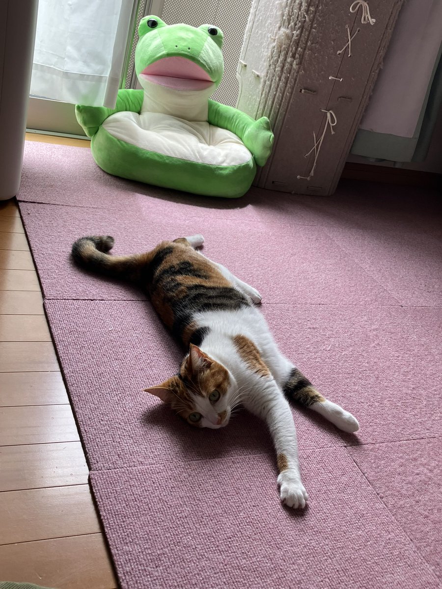 umimotooo's tweet photo. ご無沙汰しております。うみもとです。
凍結から復活しました。

映画の感想noteを投稿をしたらタイトルにﾀﾋを連想するワード+外部リンクで違反判定を喰らい、何度か異議申し立てを経て3ヶ月越しに復活。長かった。 https://t.co/lYSWm01mGQ