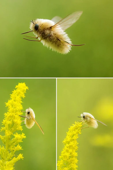 Rainmaker1973's tweet photo. The Japanese Bee Fly mimics a bee: it's super cute and was the inspiration for the Pokemon Cutiefly https://t.co/3hMye4Uvpd