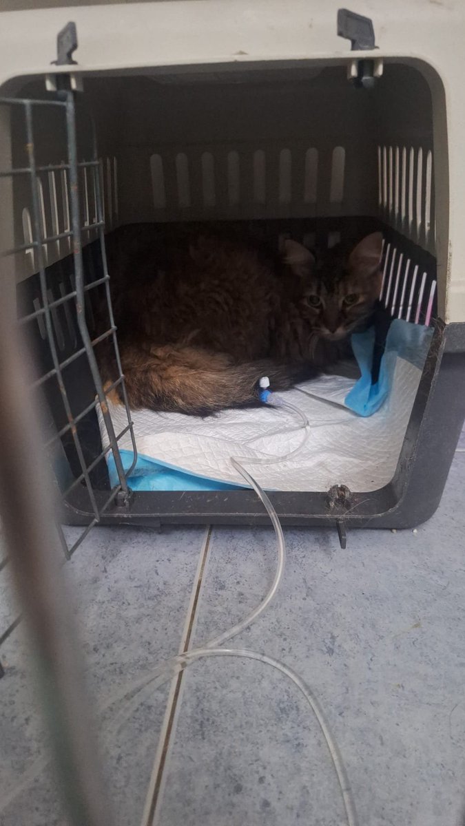 SilviaMylo's tweet photo. Sandy deambulaba por la calle enferma, cruzaba carreteras expuesta a mil peligros y a la maldad de la gente 😢 Fue por fin rescatada pero está enferma y tuvo que ser ingresada, no come por si misma sus intestinos están paralizados 😞. Estuvo ingresada unos días por lo que se generó una deuda importante, le han dado el alta porque no se puede tener ya ahí sin ingresos para ella, son personas humildes pero no podían dejarla así 😢. Se ha hecho un grupo de madrin@s para ayudarla pero no entra nadie, tampoco hay ayuda externa 20 euros 🙏🏻. Tiene un añito no merece esto, toda criatura inocente debe tener la oportunidad de vivir y ser feliz 🙏🏻
Pueblo de Cádiz
618208620
Enlace al grupo de madrin@s:
Por favor entrad y difundid 🙏🏻
https://t.co/tmnWabFvlH