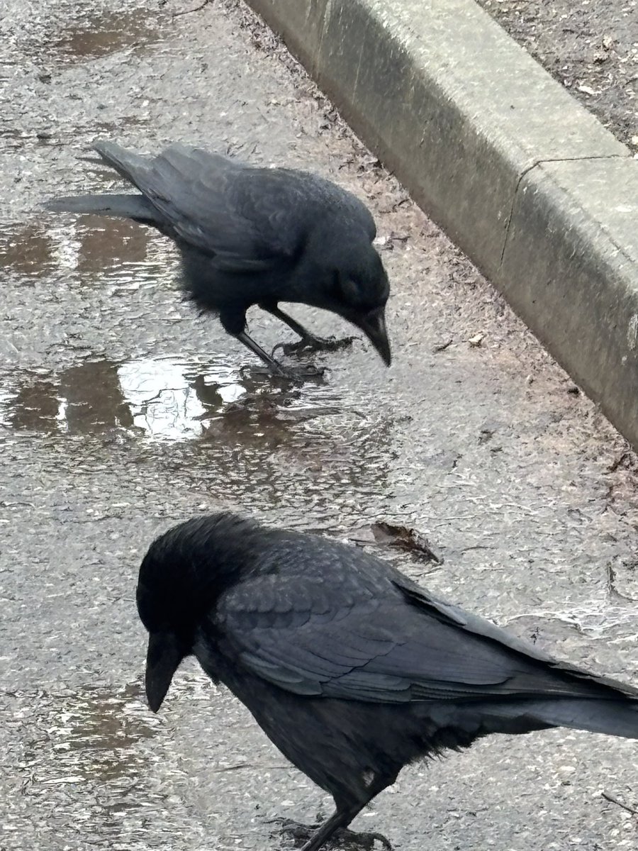 SafferTheGaffer's tweet photo. P*ssing down, traffic’s murder, forgot winter’s nursery rucksack, had to go back, she left one welly in the car, back again. No time for coffee. Prolly late for work. But never would I let the crows down. Breakfast delivered but no time for chatting today😅
#AnimalsCount 🐦‍⬛❤️ https://t.co/vnDutbXBU0