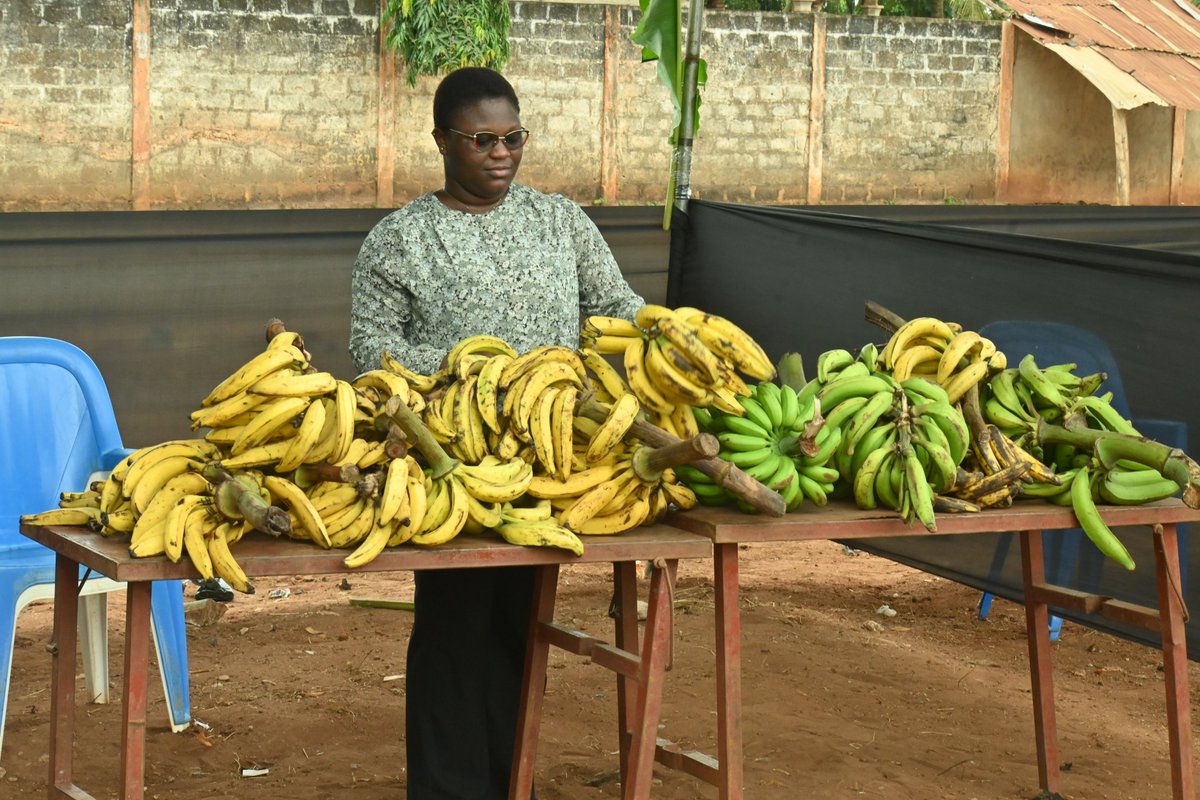 Grabe_BeninONG's tweet photo. Banana's Week (Avlántoxwe) 
GRABE-BENIN ONG a organisé dans la Commune d'Avrankou, la Semaine Internationale de la Banane Plantain au Bénin SIBaP-Bénin/Avlántoxwe pour la promotion, la valorisation et le développement de la filière banane plantain au Bénin. https://t.co/A1Dn9rWKsf