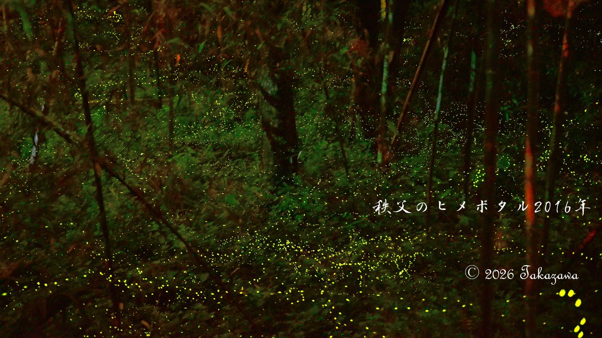 ShibazakuraC's tweet photo. ～秩父のヒメボタル2016年～
埼玉県秩父地方のヒメボタル、2016年に撮影しました。
平地（低地）に生息するヒメボタルは珍しいようです。
残念ながら近年、ヒメボタルの乱舞が見られなくなりました。 https://t.co/oCk9RA3st7