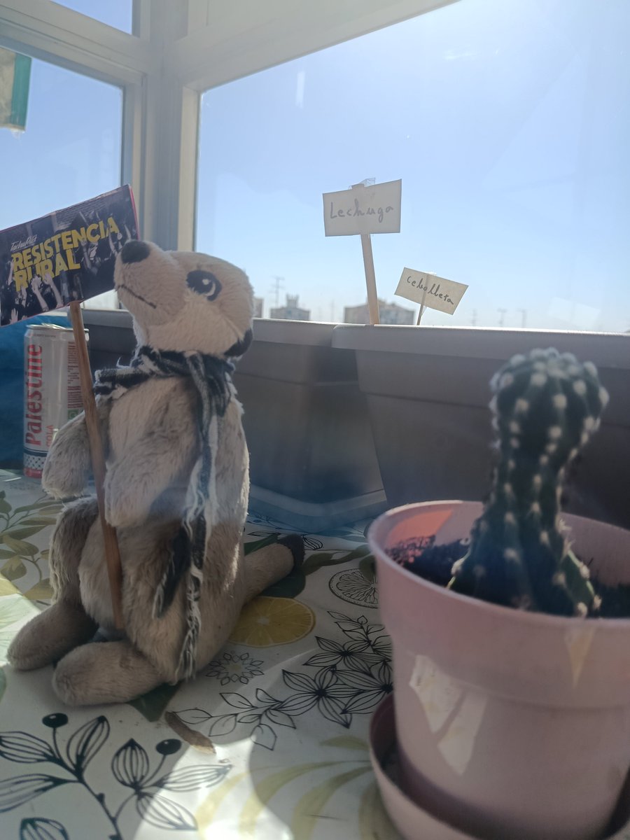 AlmagroValbuena's tweet photo. "Hemos plantado un huerto. No sé yo cuántas veces más vamos a poder escuchar esto. Pero la tierra tiene memoria y se queda en las manos. Se puede transplantar y germinar, la memoria.". Luis, suricato, poeta y revolucionario. #huertoterraza #resistenciarural #madrid https://t.co/RezL0K3Szv