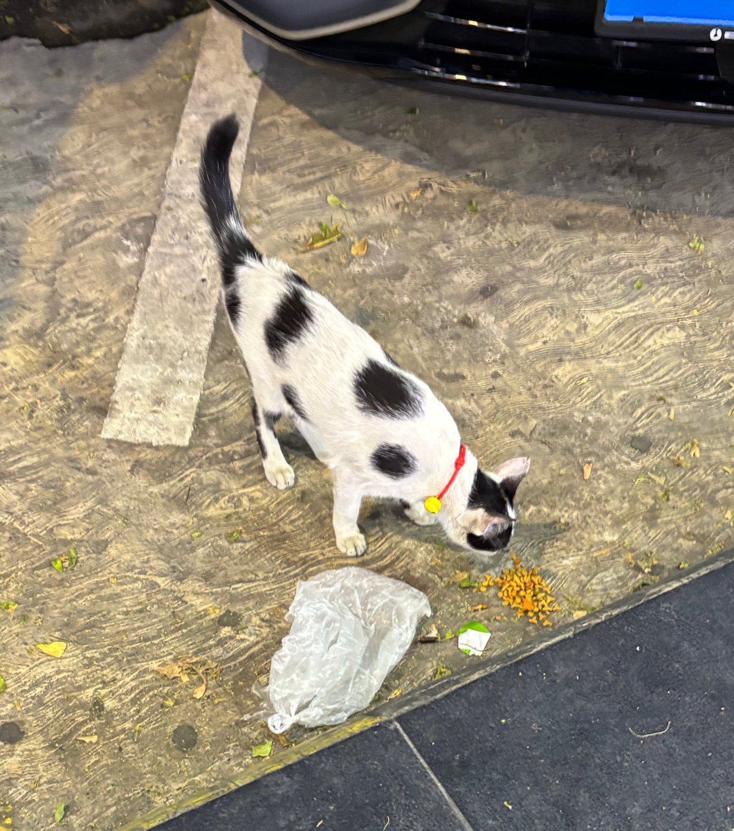 junbisuru's tweet photo. 街に痩せた猫が多い🐱
植物園にもちょいちょい
そこで何かを見ている猫がいたけどわからなかった

某お母様は痩せた猫が多いからとキャットフードを持ち歩いていて見かけた猫に餌をあげてた🥰
飼ってる猫の画像を見たらふっくらしていたので、そうなるのも頷く🙂‍↕️ https://t.co/dbvDk4jO1J