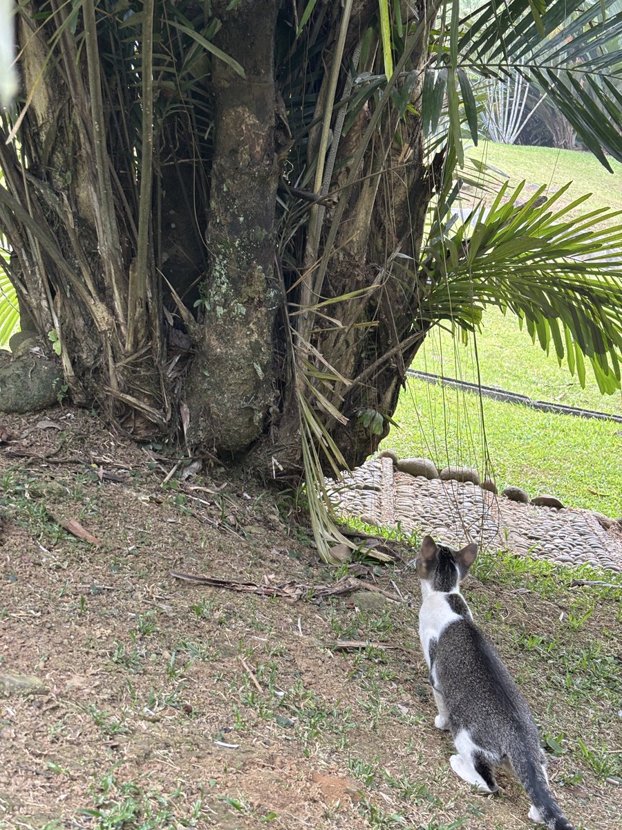 junbisuru's tweet photo. 街に痩せた猫が多い🐱
植物園にもちょいちょい
そこで何かを見ている猫がいたけどわからなかった

某お母様は痩せた猫が多いからとキャットフードを持ち歩いていて見かけた猫に餌をあげてた🥰
飼ってる猫の画像を見たらふっくらしていたので、そうなるのも頷く🙂‍↕️ https://t.co/dbvDk4jO1J