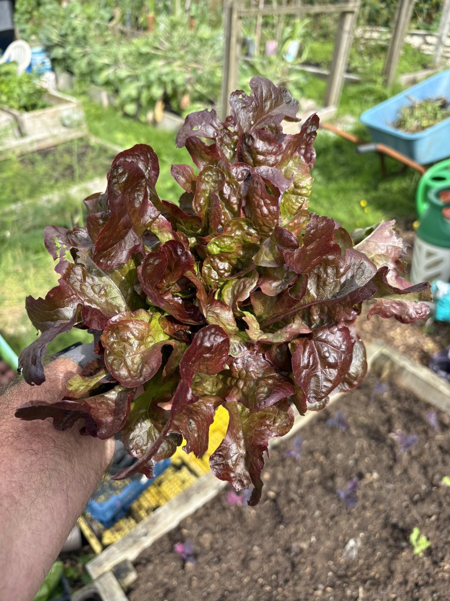 ChefsPass's tweet photo. Baby gem, Lollo rosso and wild Roquette from the plot

#allotment #allotmentgardening https://t.co/ry1BxIu0sO
