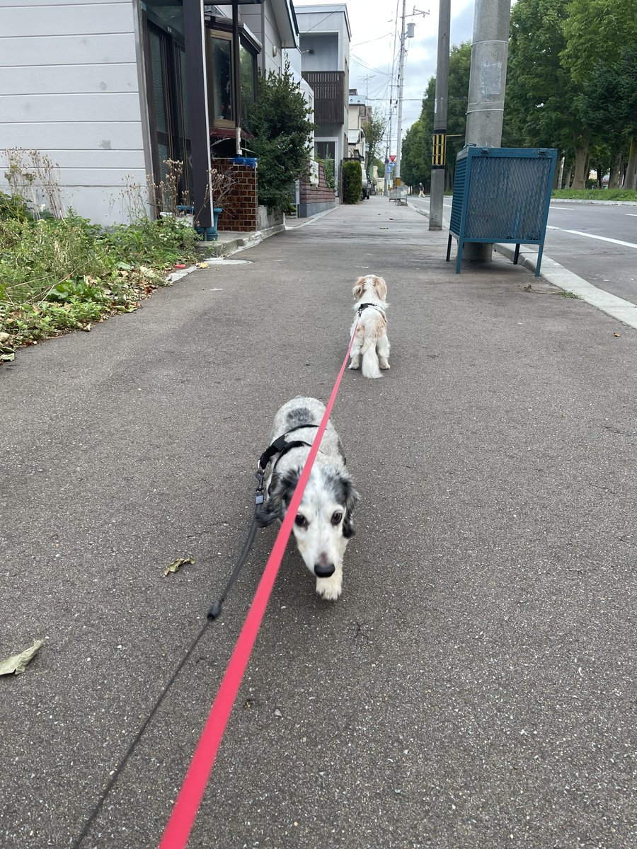aritakiri's tweet photo. 今日のおさんぽ
止まったらすぐに駆け寄る銀雪くん
動じないで振り返るだけの竹花さん

#ミニチュアダックス
#パイボールド
#竹花さんと銀雪くん
#犬のいる暮らし https://t.co/C48wg7oLAN