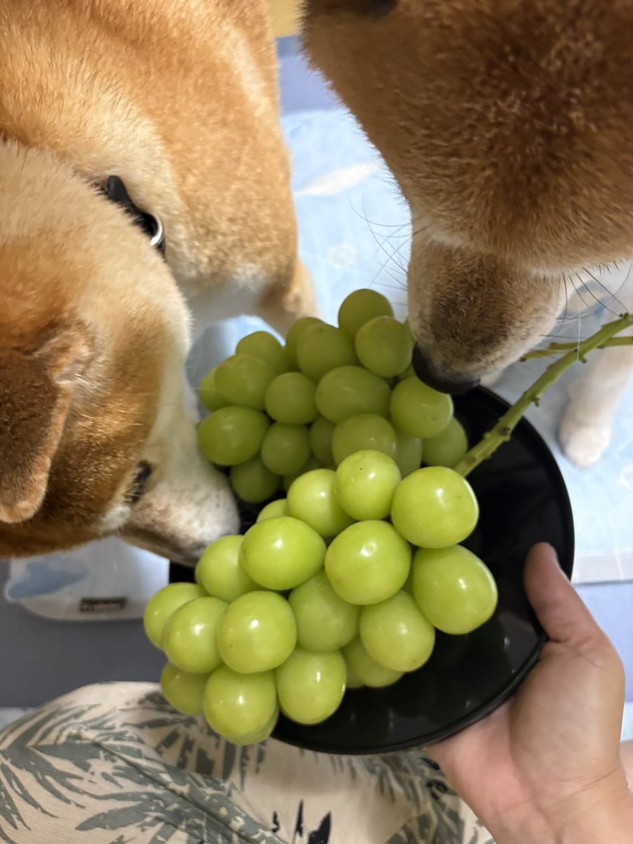 2Yajii's tweet photo. プチ自慢
兄ちゃんが作ったシャインマスカット世界一美味い
農林水産大臣賞のぶどうだぜい
#柴犬　#柴犬との暮らし　#koshu_grape_farm https://t.co/tLRdpnfofb