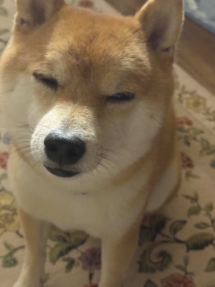 mamegong's tweet photo. センチメンタルなごんちゃん🍂 https://t.co/5K3pLnmNbi