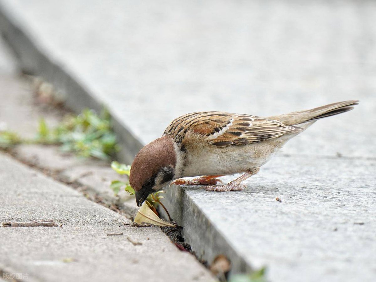 KeremCakmax6ya's tweet photo. Just spent 10 mins watching a sparrow steal crumbs outside the office window  Productivity upgrade (or… delay) either way, I’m refreshed https://t.co/RFsyYJgtTz
