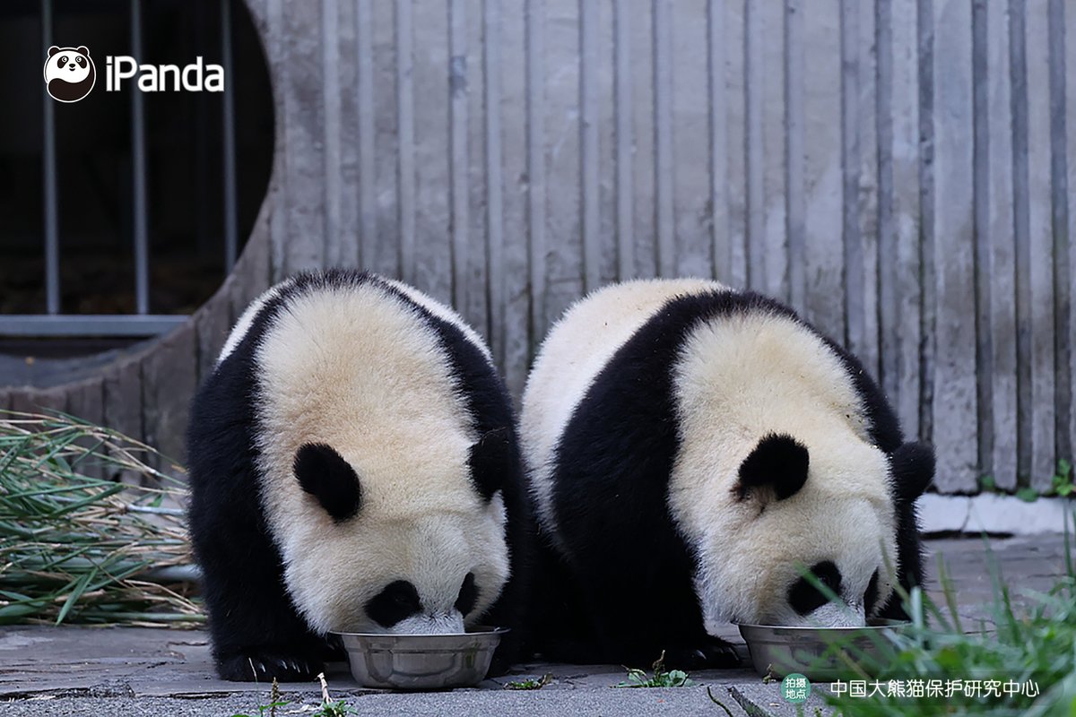 ipandacom's tweet photo. Good neighbors are just a tree away. Close enough to wave from the treetops, and always just a hop away when it’s time to hang out. 
(Photo credit: https://t.co/GibE9CvgCf)  

#PandaPic #PandaFun #CCRCGP #BestJobInTheWorld https://t.co/9KlUBFvGcD