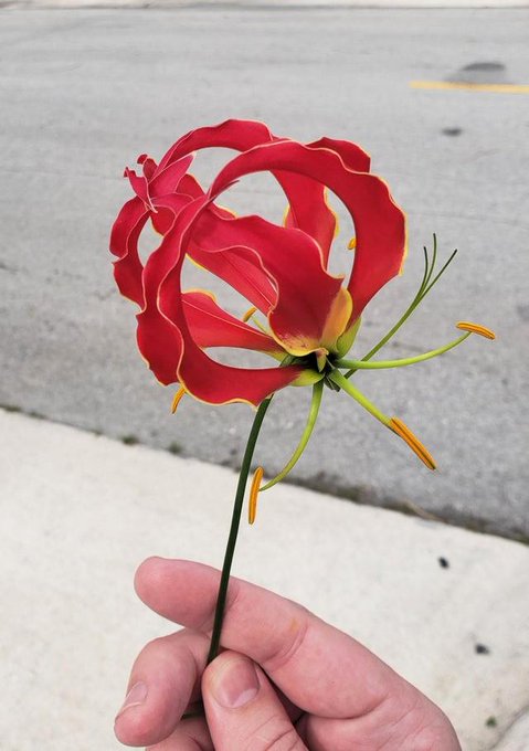 Rainmaker1973's tweet photo. The Flame Lily, the national flower of Zimbabwe. https://t.co/sqoNxEwDZD